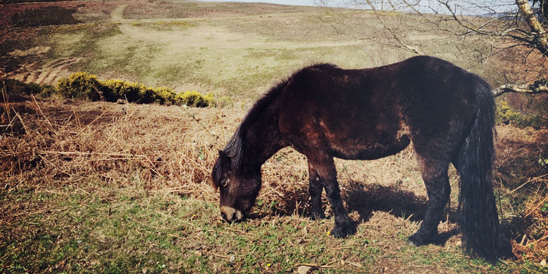 Dartmoor