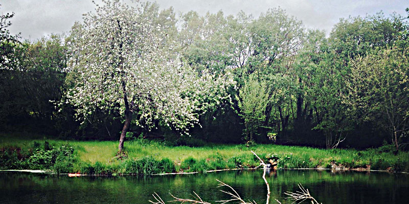 The Lily Pond at ANRÁN