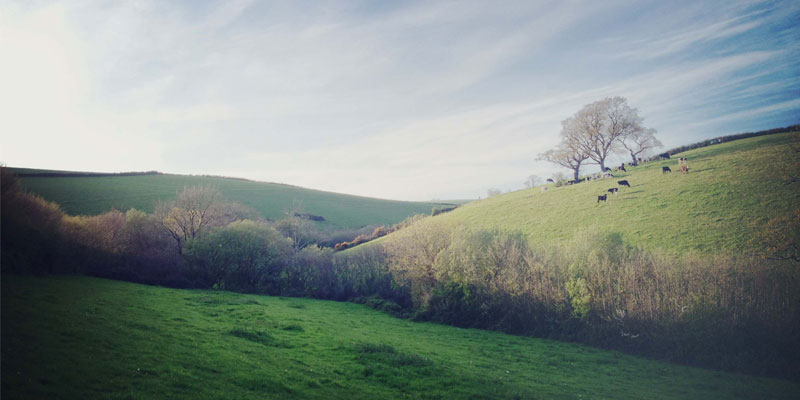 Old Oak Meadow at ANRÁN