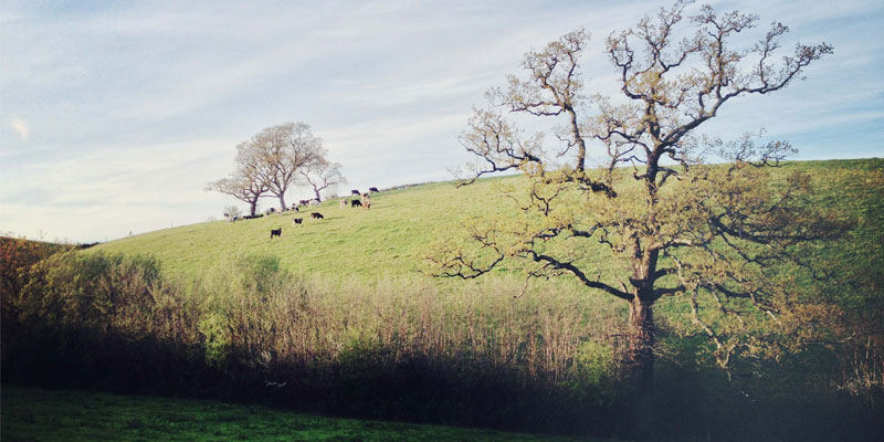 Old Oak Meadow at ANRÁN