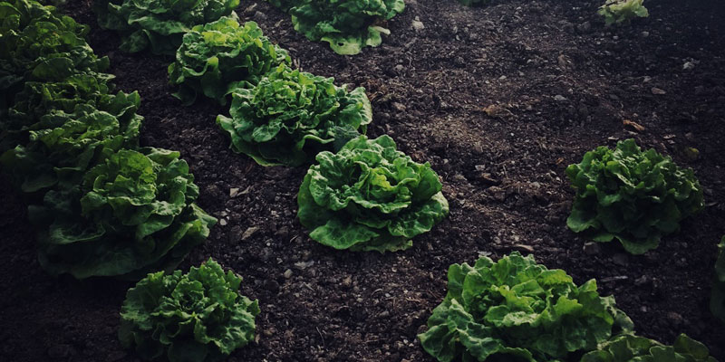 The Organic Kitchen Garden at ANRÁN