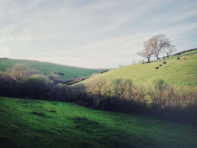 Old Oak Meadow